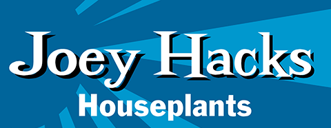 houseplants